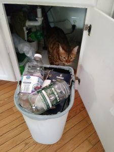 A cat in the kitchen under-sink cabinet, behind a recycling bin