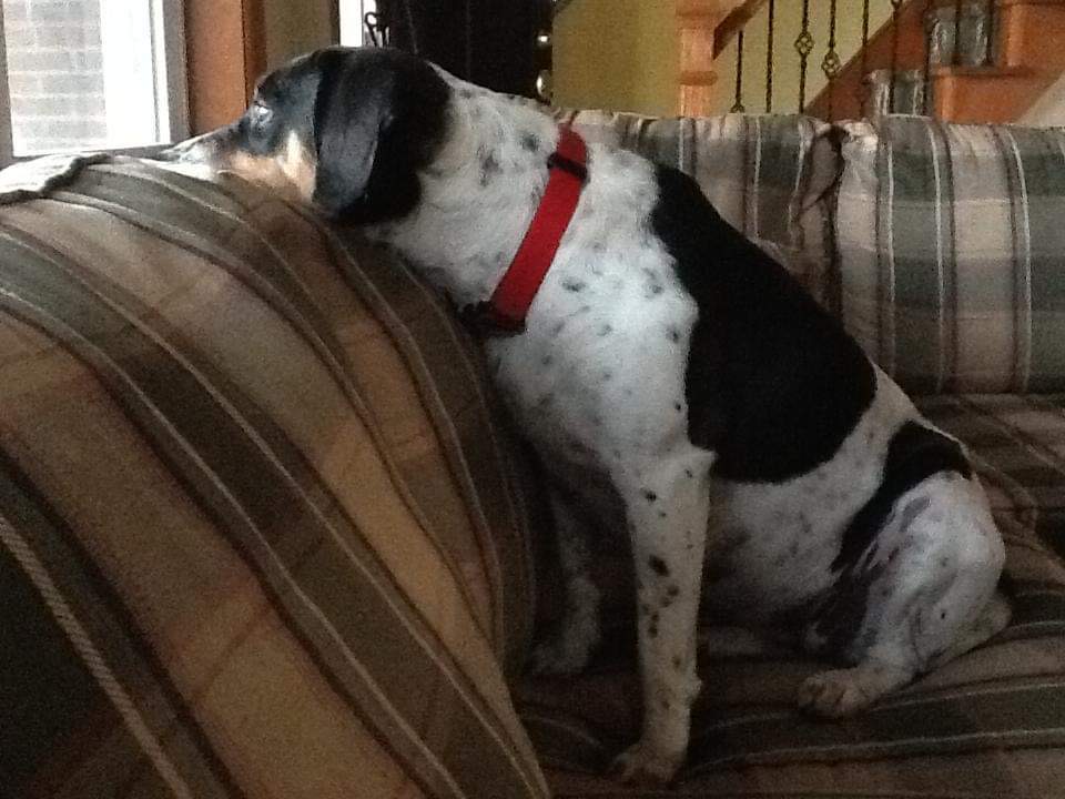 a dog on a couch looking out a window