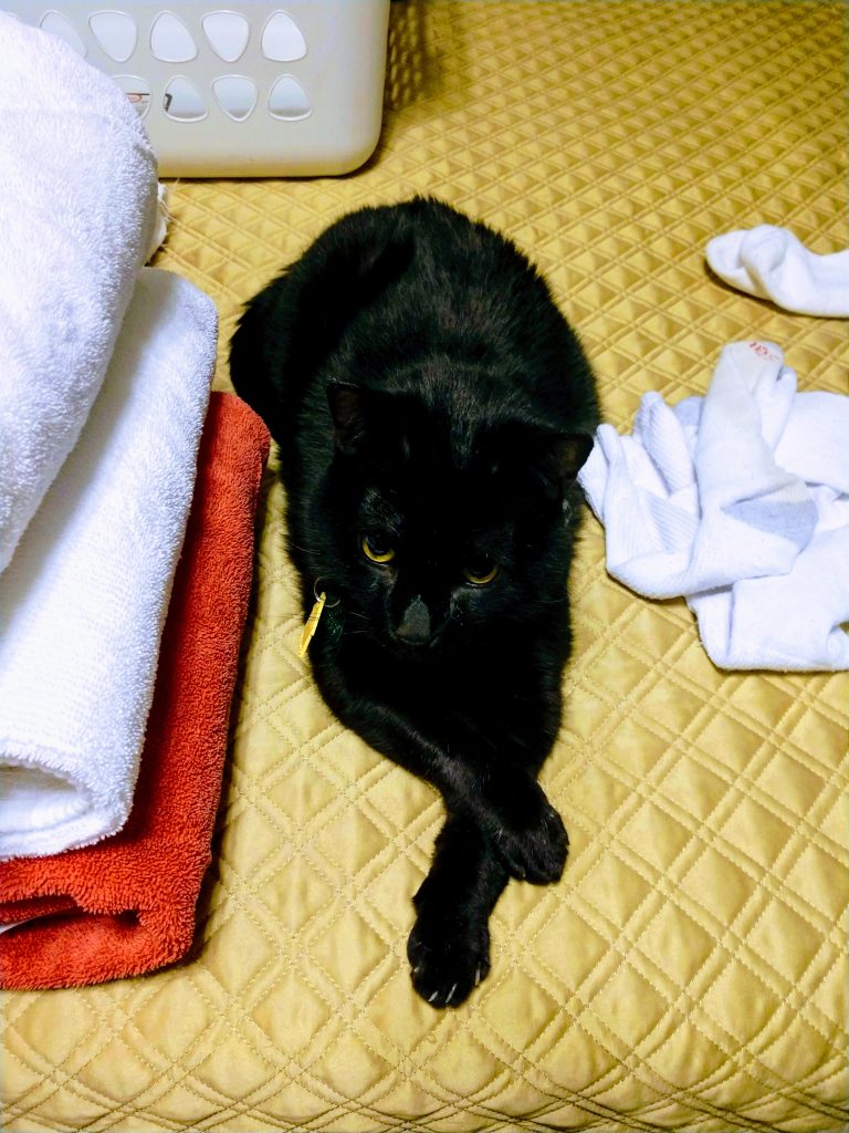 a black cat with its front paws crossed