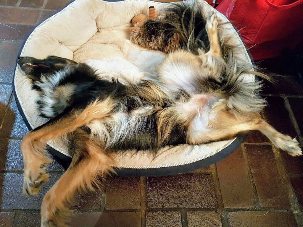 A dog sleeping on its back in a papasan chair