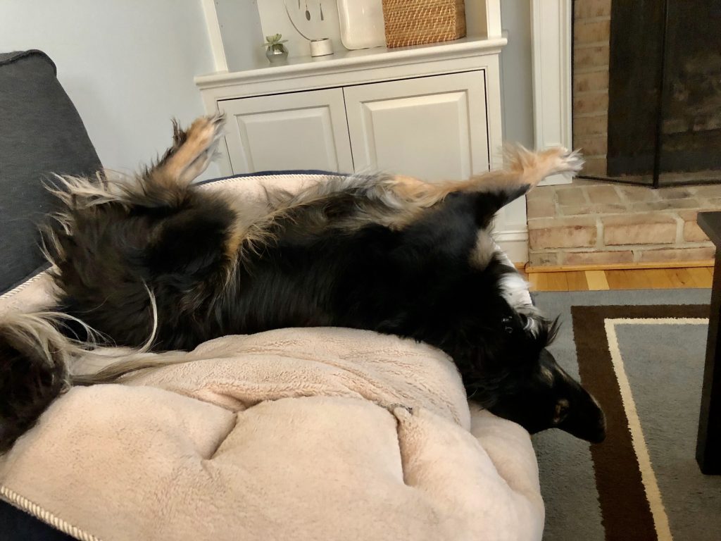 a dog sleeping on its back with its legs in the air