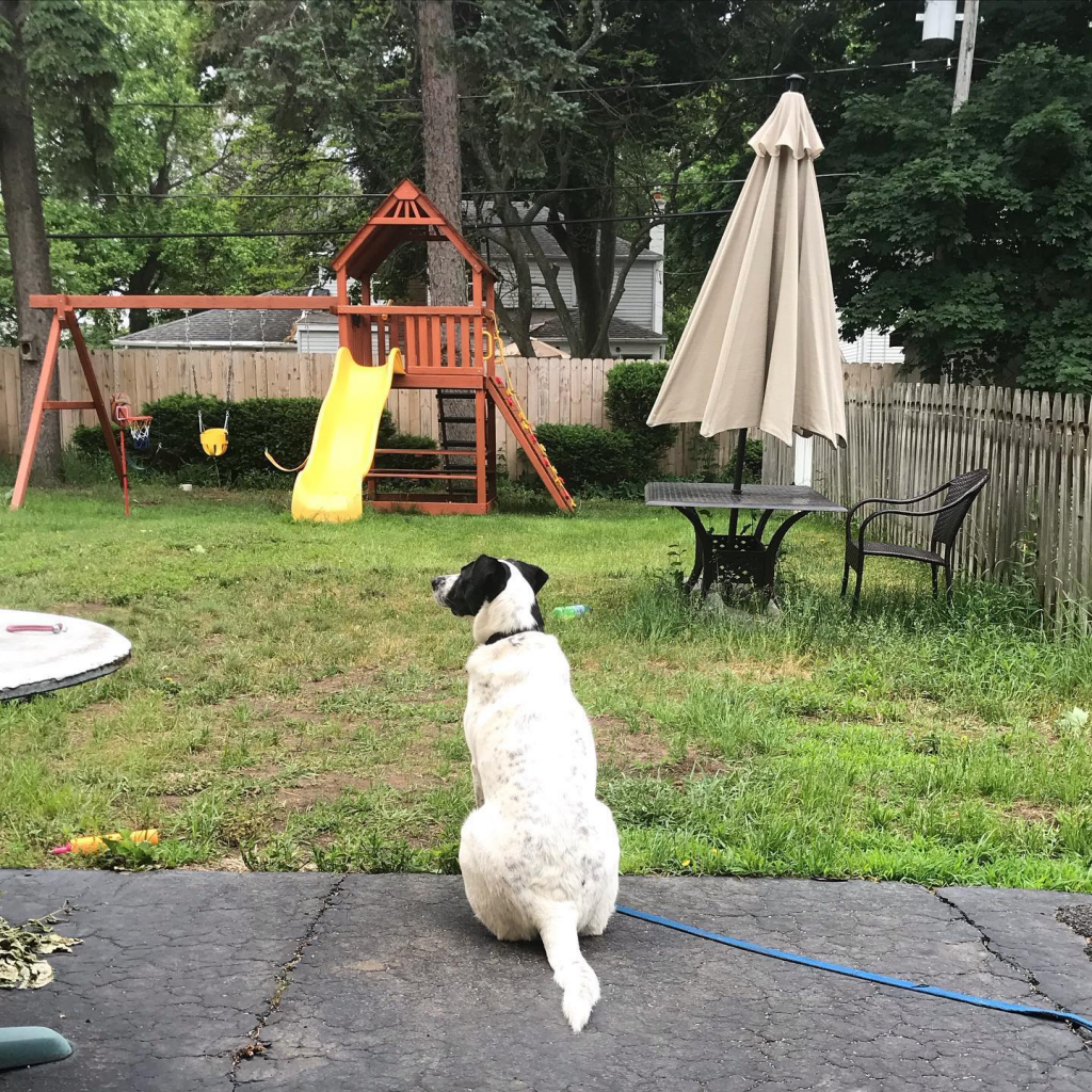 a dog sitting in a yard