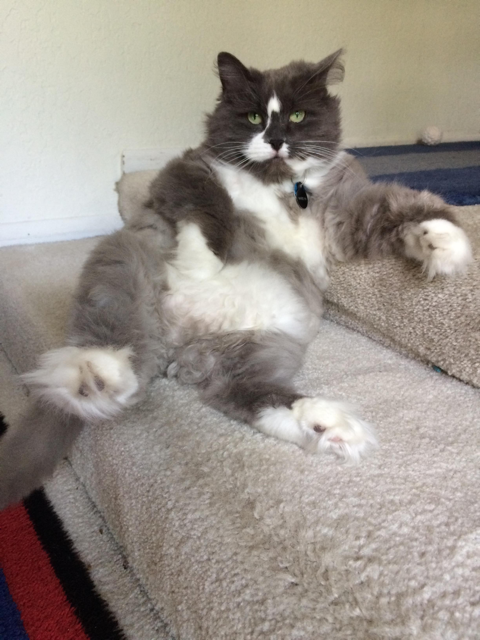 A gray and white cat sitting in a way that looks like a person reclining