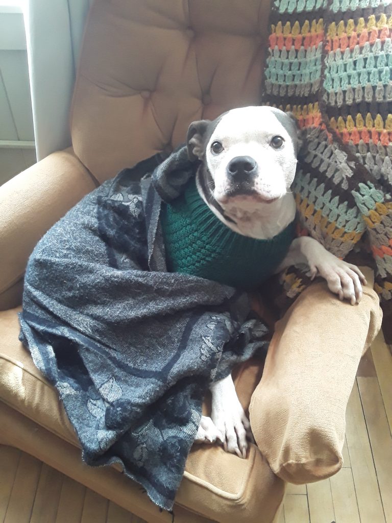 A possibly pitbull style dog laying in an armchair and wrapped in a blanket, with a paw on one of the armrests.