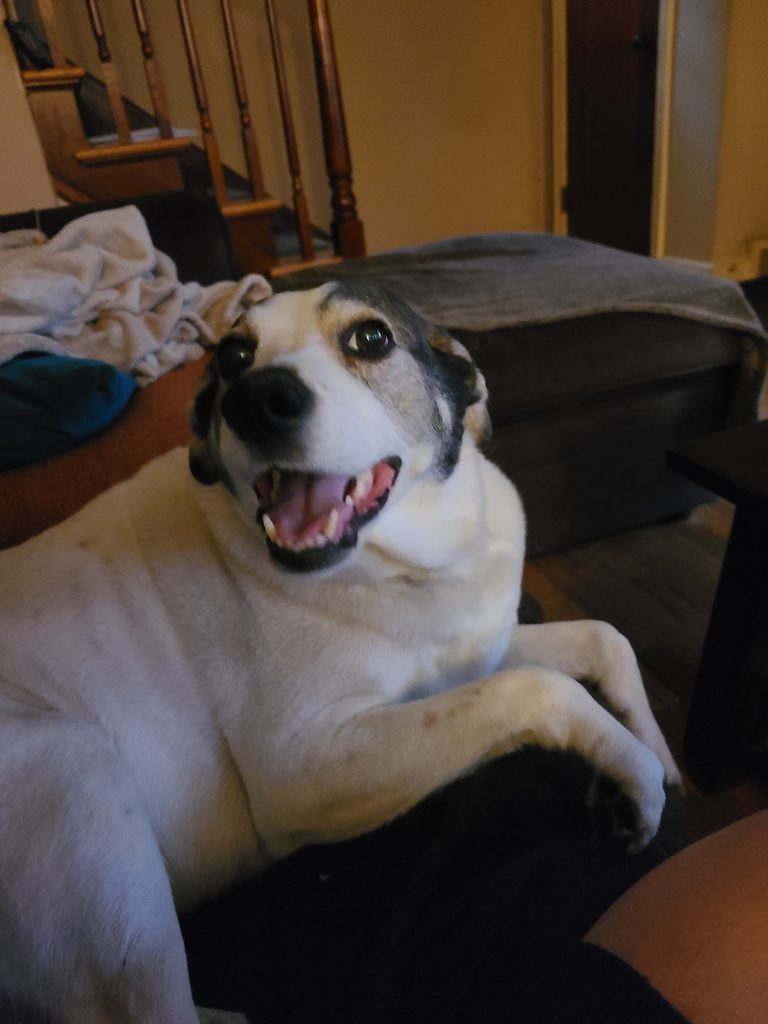 A white dog with brown patches over the eyes and ears, who looks like it's smiling really big
