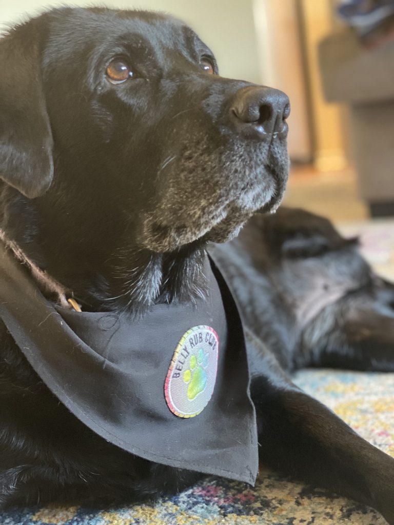 A black dog with a graying snout, wearing a bandana with a patch that says 