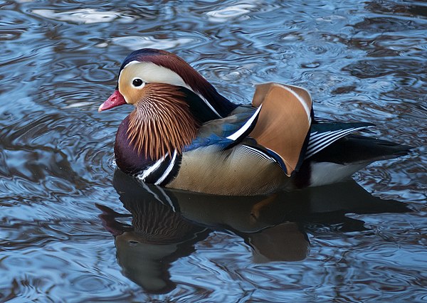 A brown, black and white duck in a pond, it is very smooth and pretty