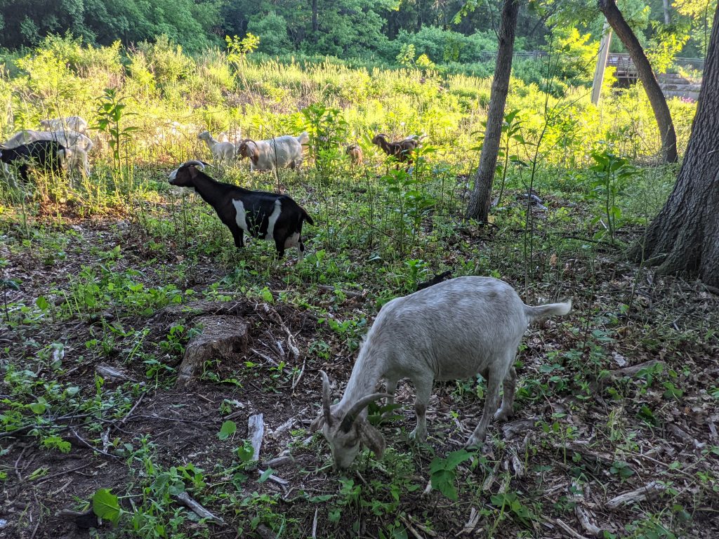 Goats in a nature preservation