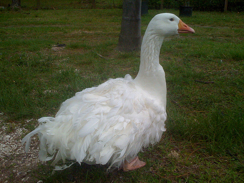 A white goose with fluffy and feathery bottom half, as if its wearing a fluffy skirt