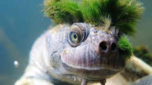 A close up of an underwater turtle's face with algae on its head