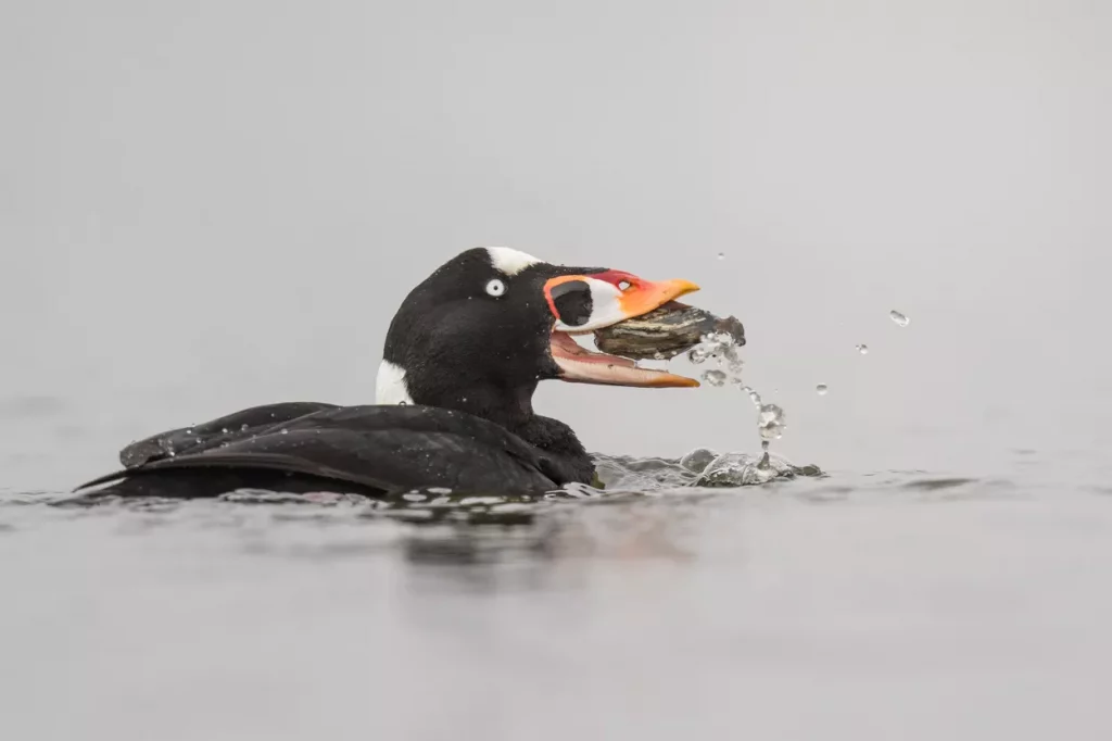 A black duck with bright orange bill, with a clam in its mouth