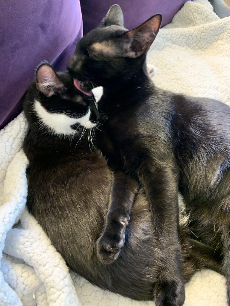 Two cats together, one is licking the other's ear