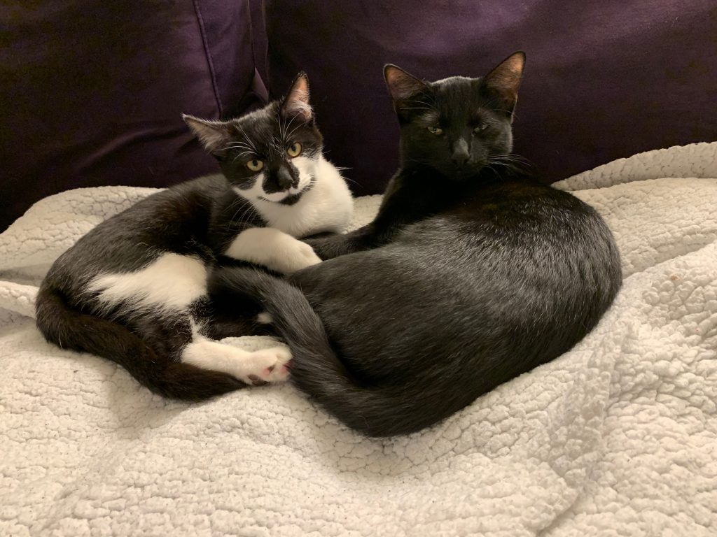 Two cats with their legs crossed with each others' legs