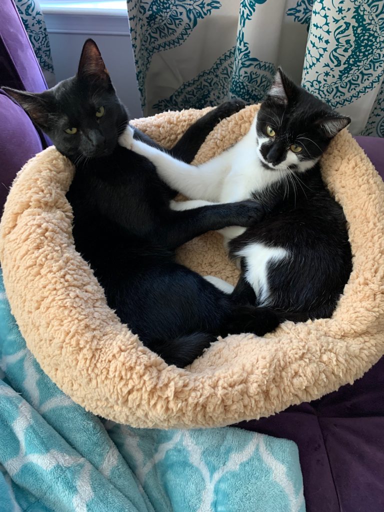 Two cats cuddling on a cat bed, almost looking like they are forming a heart shape