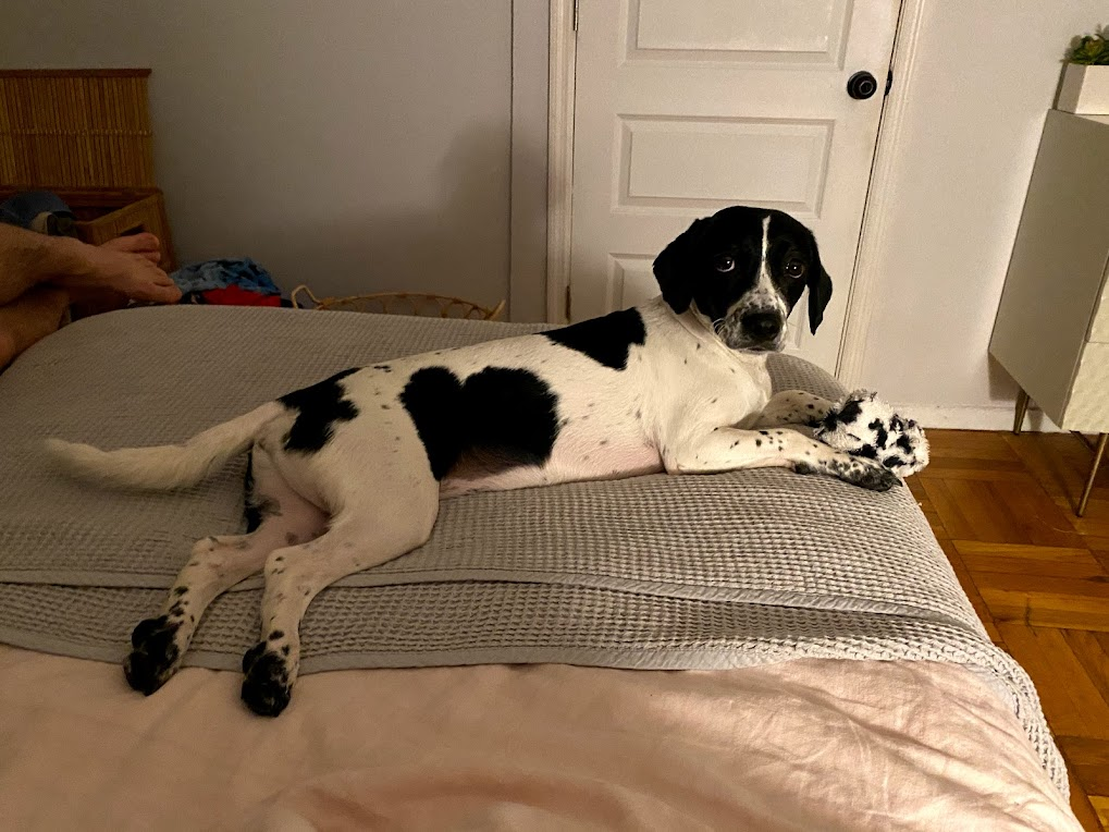 A black and white dog laying on the end of a bed