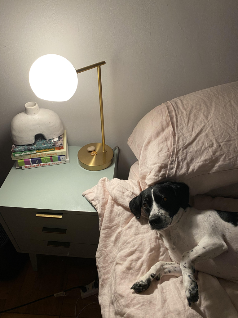 The same black and white dog laying near the pillow end of the bed next to a side table