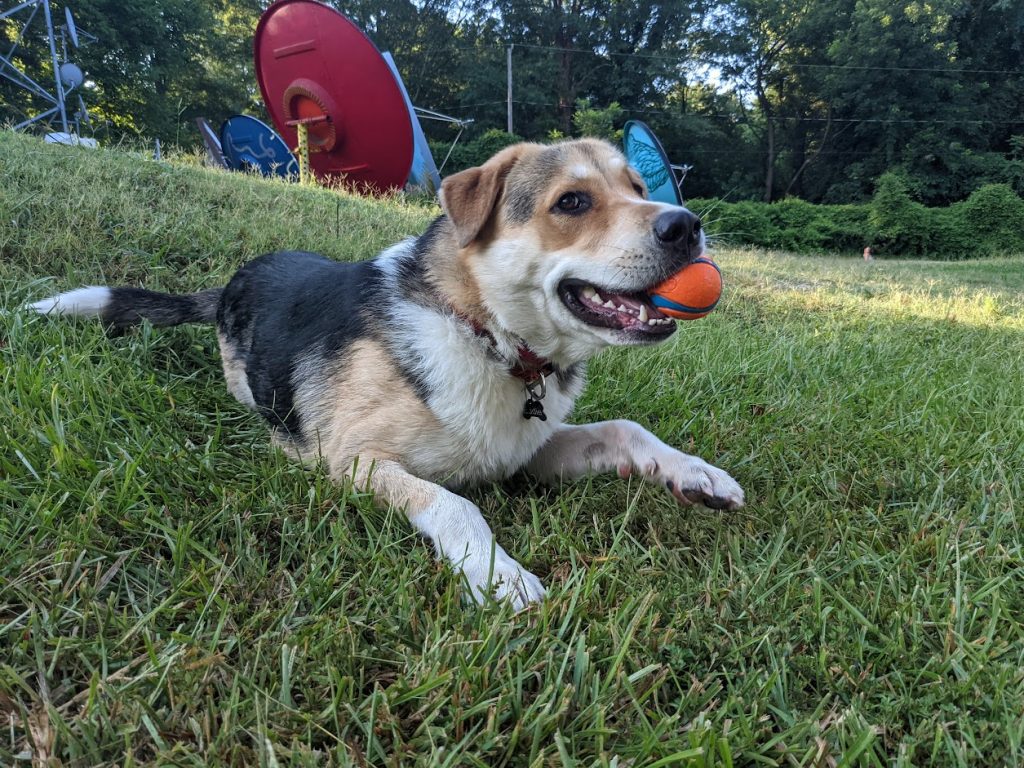A picture of a dog laying in the grass with an orange ball in his mouth.
