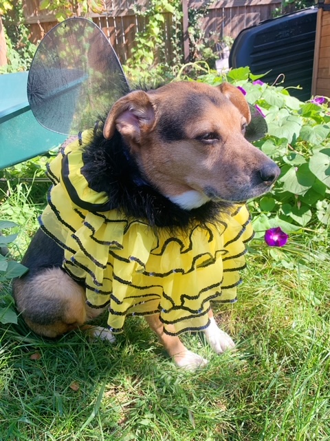 An adorable yet annoyed dog sits dressed as a bumblebee.