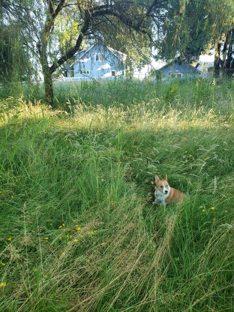 A green pasture with willow trees and a corgi dog