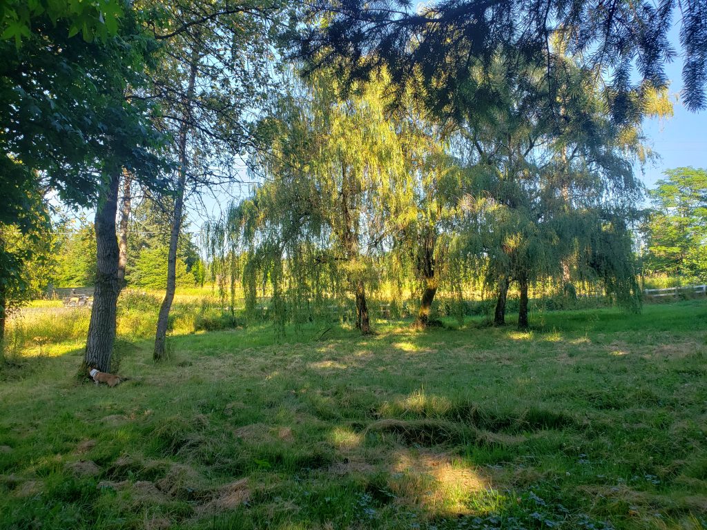 A green pasture with willow trees