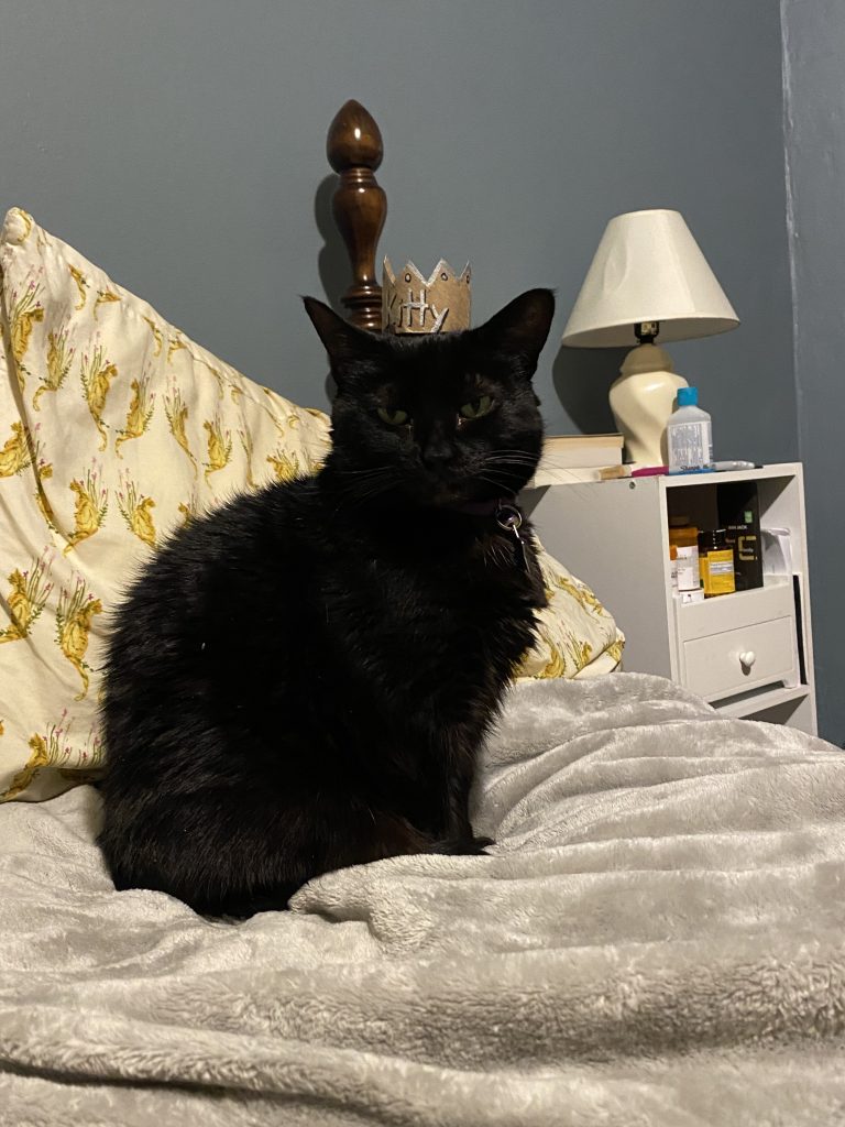 a black cat sitting on a bed