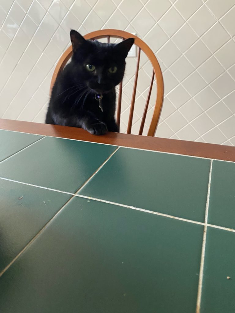 A black cat sitting on a chair at a table