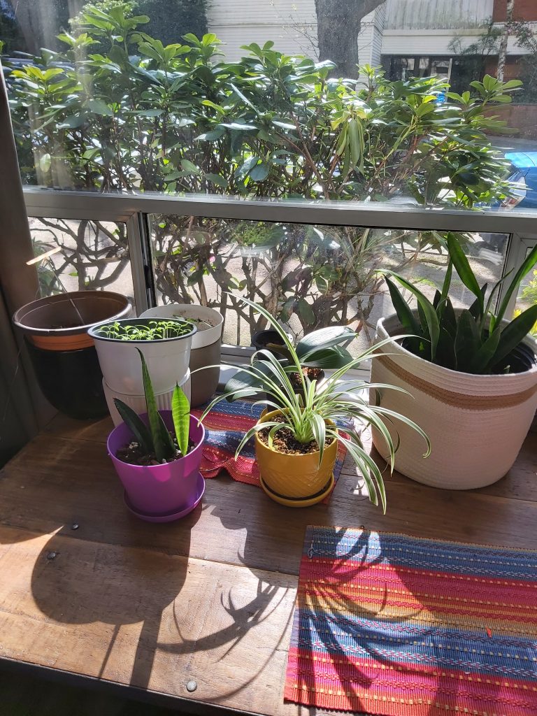 various plants next to a window