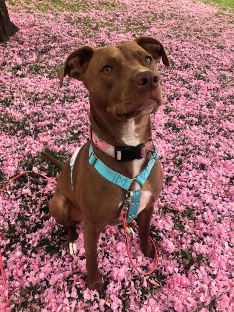 A dog standing on a ground full of pink flowers that have fallen from a tree