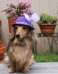 A Miniature Dachshund wearing a purple hat