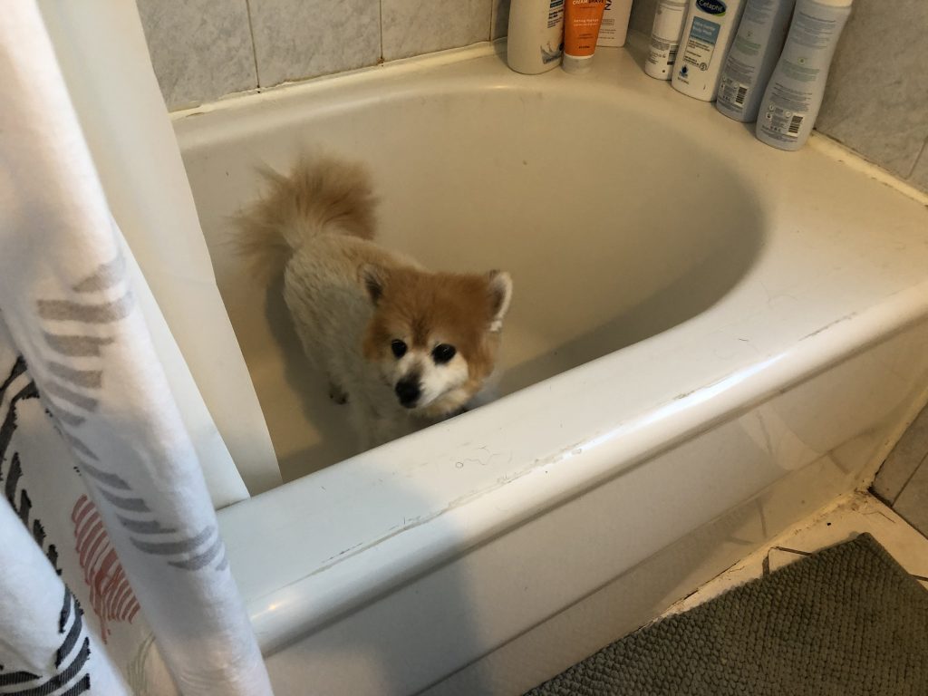 a dog in a bathtub