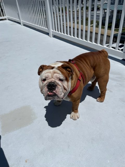 An English bulldog with mostly brown fur, but white fur on the face. He is standing, facing the camera, and is wearing a red harness. One of his bottom teeth is sticking out of his mouth.