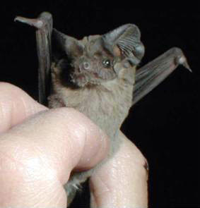 A close-up photograph of a very small Mexican free-tailed bat, held in an unseen person's hand between two or three of their fingers against a black background.