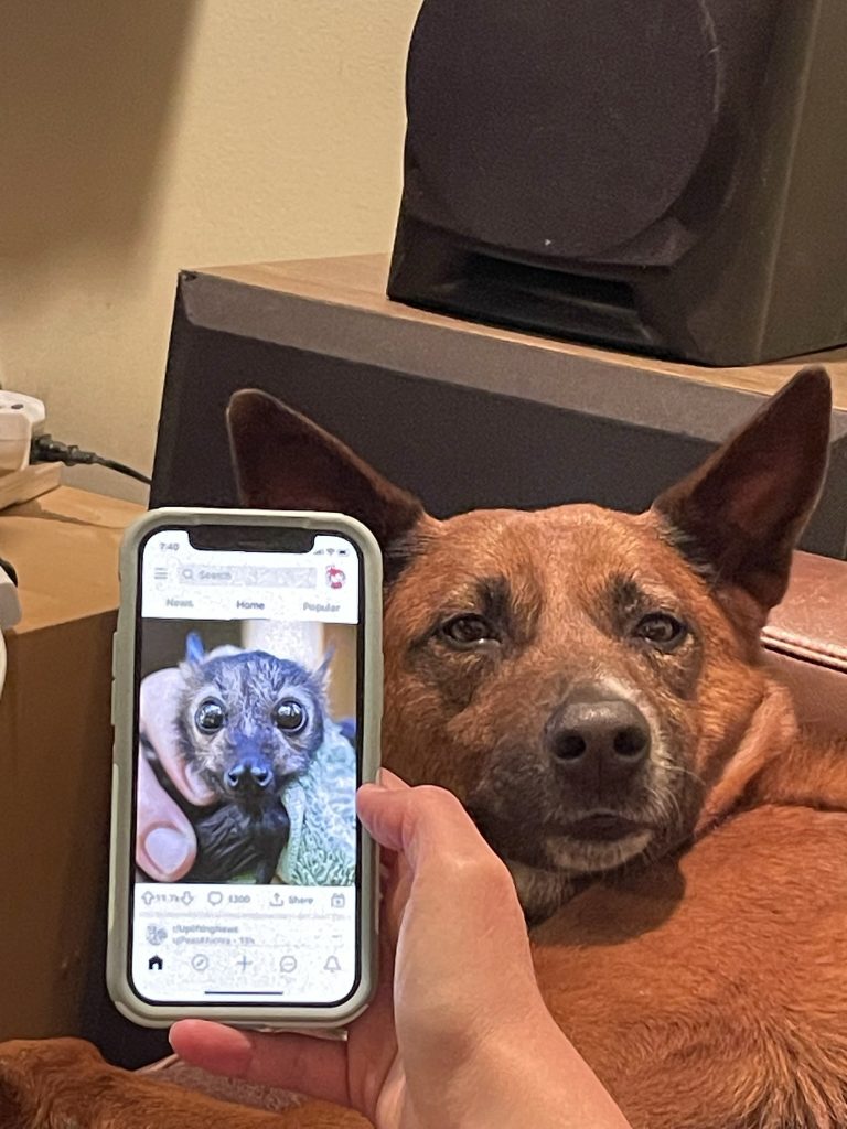 A photo of a brown dog, which appears to be a German Shepherd. Her ears are sticking up. An unseen person is holding a phone next to her face, which is displaying a close-up photo of a tiny bat. The dog and the bat have similar faces.