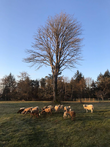 A photo of a green meadow at sunset. There are a couple dozen sheep in the foreground, and a large tree rising up into the sky. The tree's branches are almost completely bare.