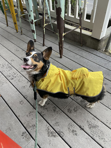 A corgi standing on a deck, wearing a leash and a yellow raincoat. Her tongue is sticking out, and she appears to be smiling. Her fur is white, black and light brown.
