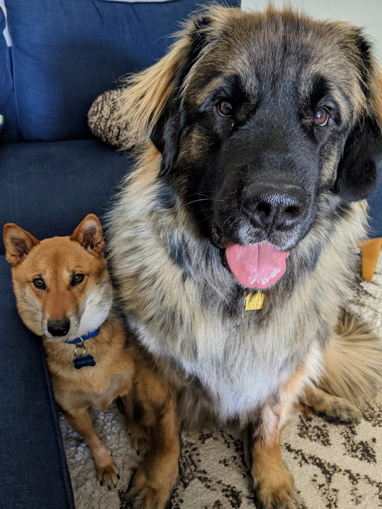 A photo of two dogs, sitting side-by-side next to a couch. The dog on the left, a Shiba Inu named Dashi, is being squished up against the couch by the bigger dog on the right. The bigger dog on the right, a Leonberger named Kyr, is towering over Dashi and is smiling at the camera with her tongue out.