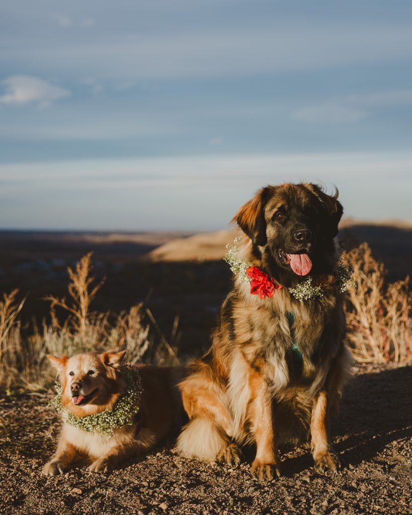 A portrait of two dogs, wearing flower garlands, side by side. They are both smiling contentedly, and bathed in the light of a golden sunset.