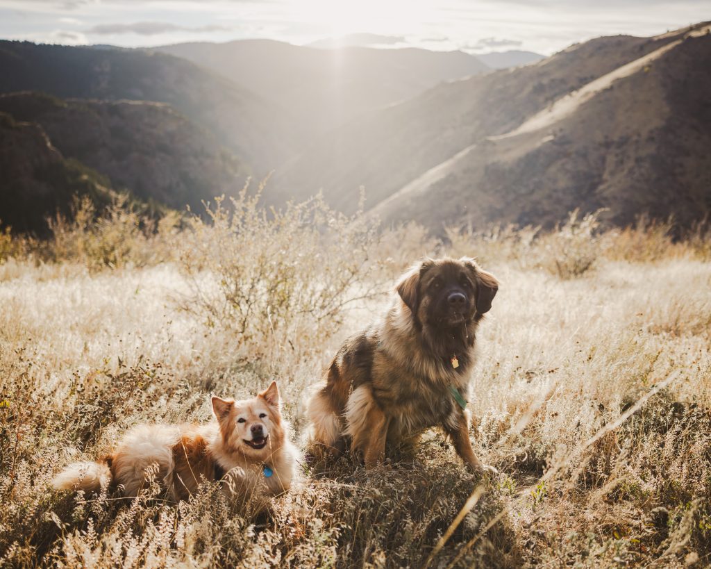 A portrait of two dogs, wearing flower garlands, side by side. They are both smiling contentedly, and bathed in the light of a golden sunset.
