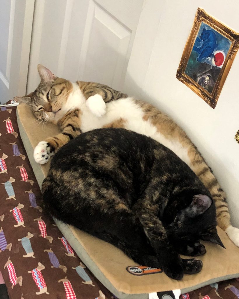 A tabby cat and a tortie cat, snuggling together.