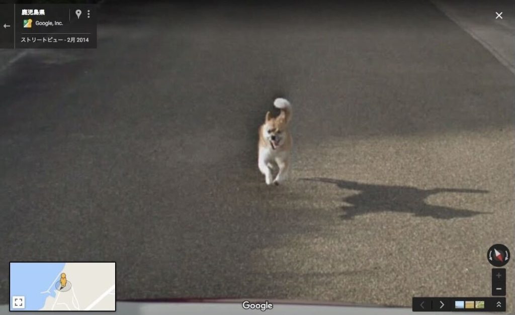 A screenshot of Street View on Google Maps, zoomed in on the road behind the car. There is a very excited Shiba Inu chasing the Google car, running with its tongue out.