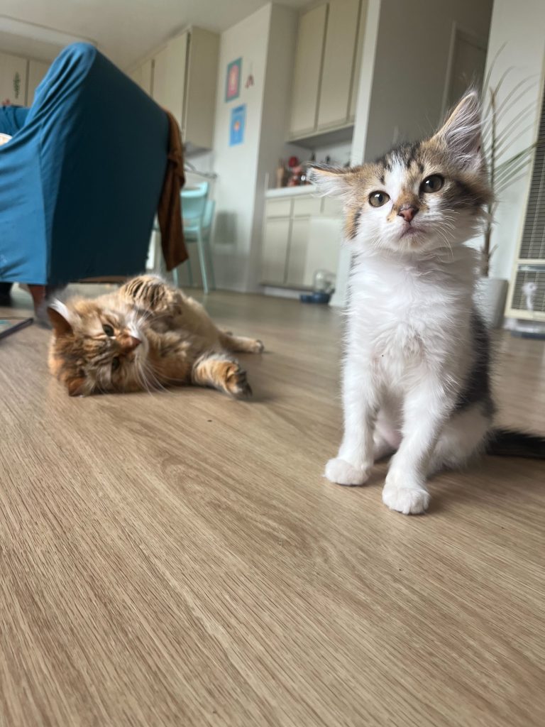 A close-up view of two cats on a laminate floor. At right is a kitten, 12 weeks old, sitting with his head cocked to the side. At left and farther away from the camera is an adult cat, laying on her side.