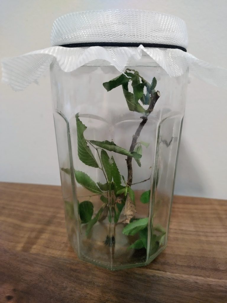 a jar with mesh on top, with elm leaves inside and a caterpillar at the bottom
