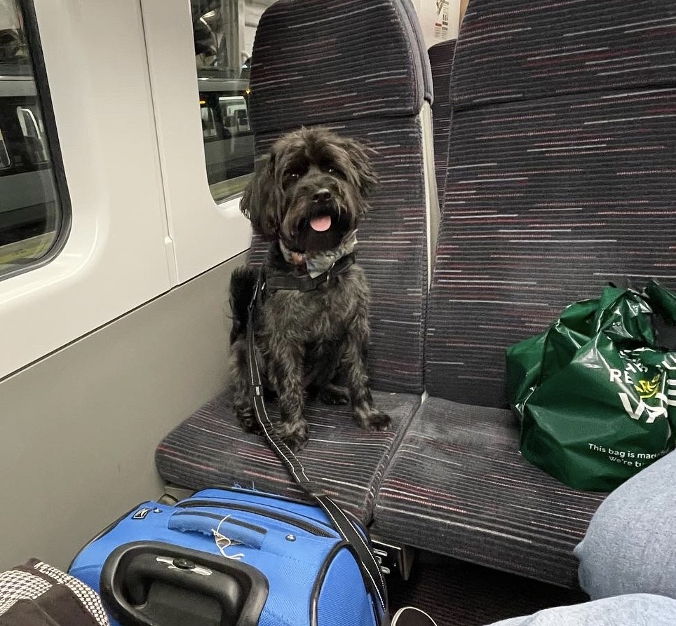 A dog sitting on a train seat