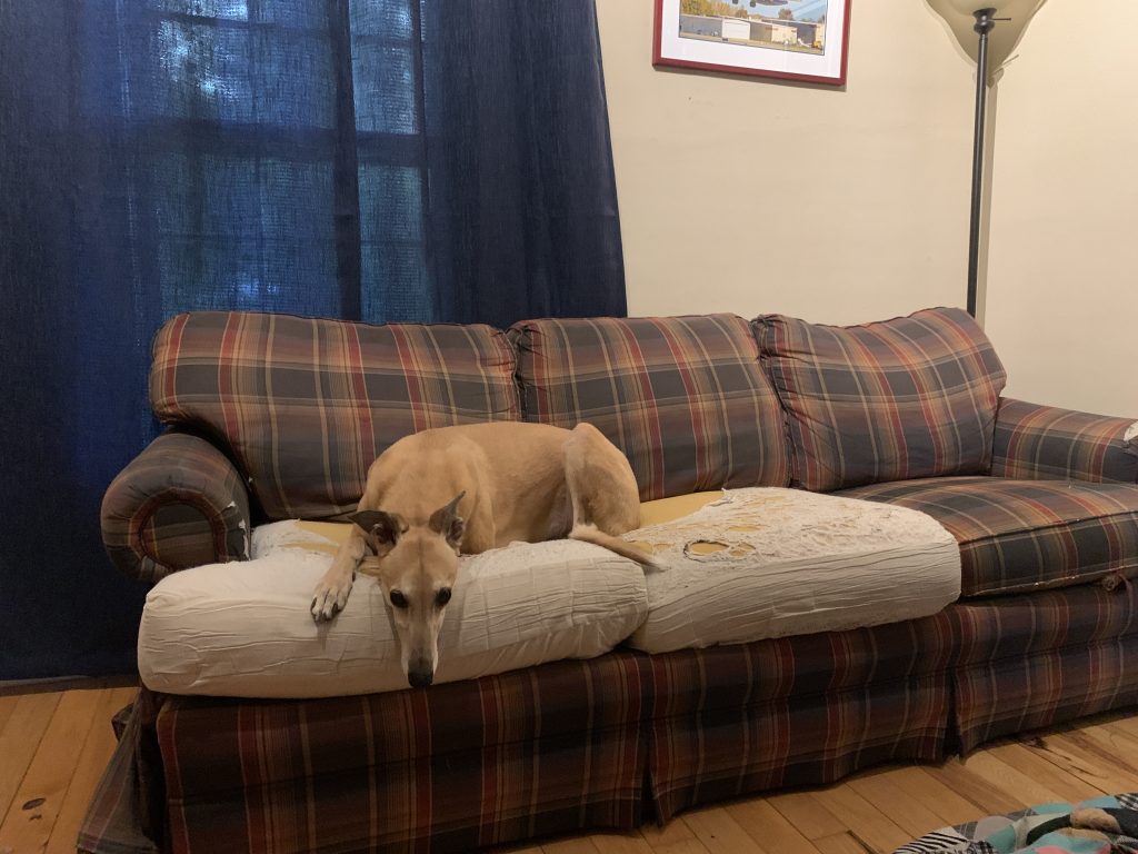 a dog on a very old and threadbare couch