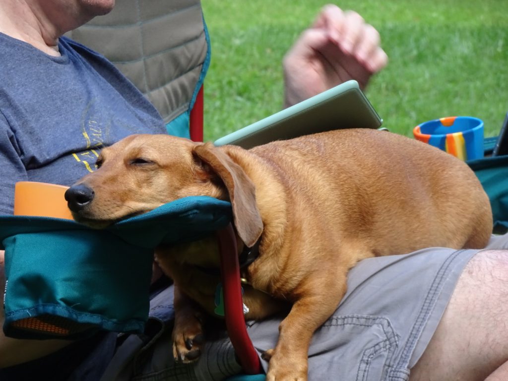 A dachshund on a person's lap