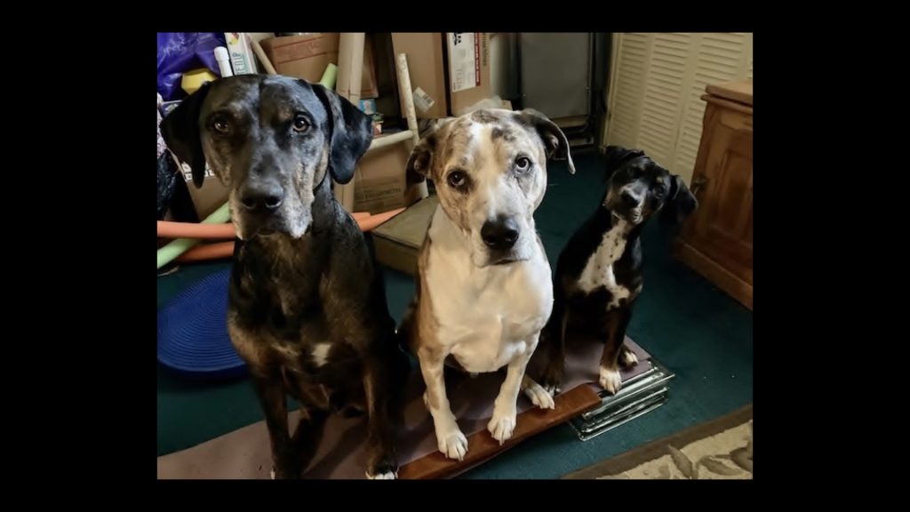 Three dogs in height order