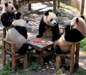 pandas sitting around a table like people