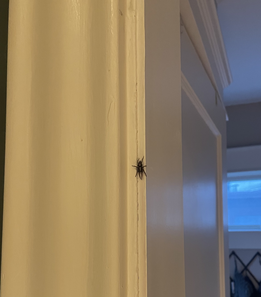 a large spider on a wall corner