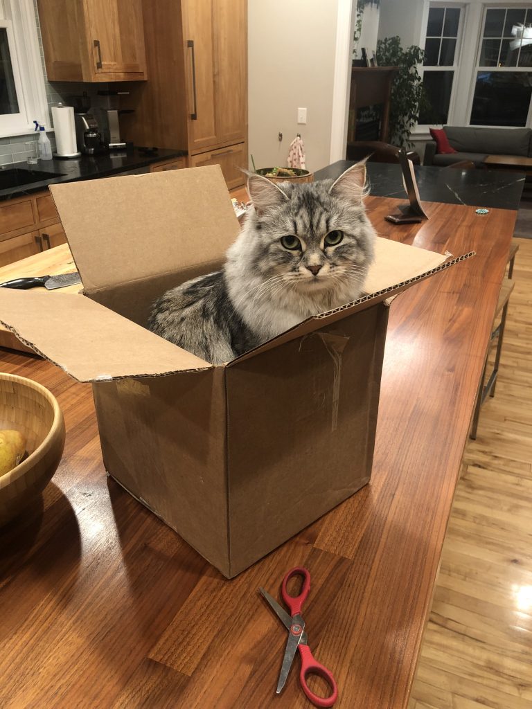 a gray cat in a box