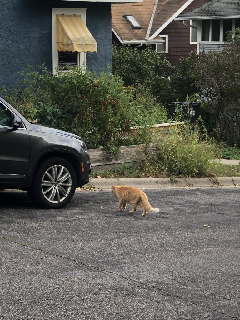 an orange cat outside on a road